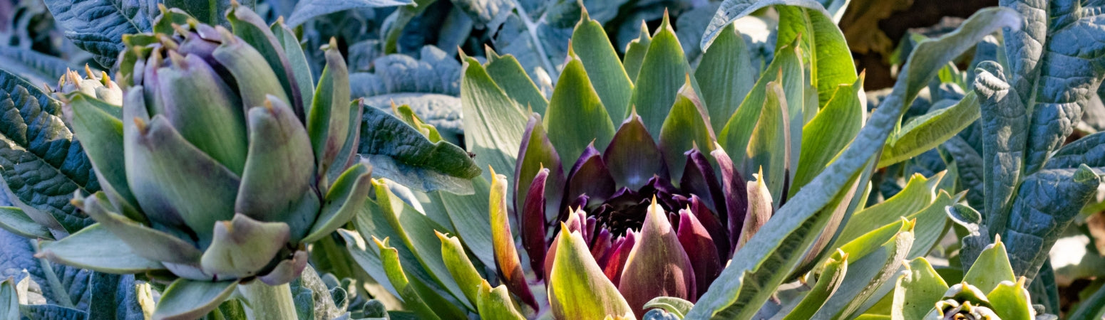 Ingredient Image Desktop