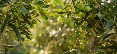 Ingredient Image Mobile