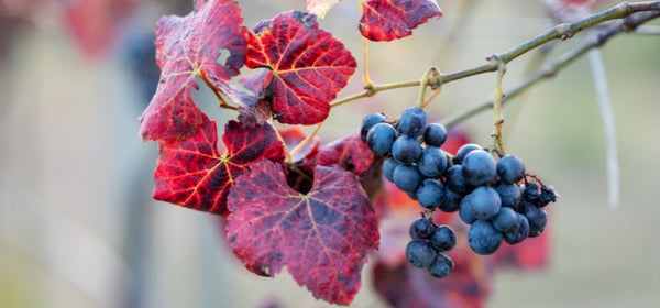 Ingredient 2 Image Mobile